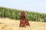 SETTER IRLANDAIS 012